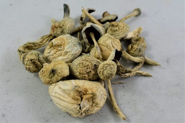 Close-up of Albino A+ magic mushrooms with pale white caps and thick stems, a rare Psilocybe cubensis strain known for its potency, strong visuals, and smooth psychedelic effects