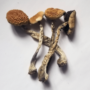 Close-up of B+ magic mushrooms with large golden-brown caps and thick stems, a popular Psilocybe cubensis strain known for its potency, smooth trip, and easy cultivation