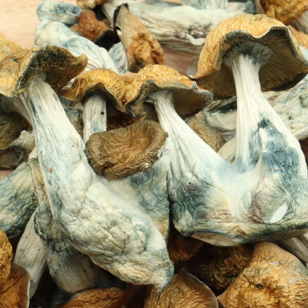 Melmac Magic Mushrooms featuring thick, twisted stems and wavy caps, a highly potent Psilocybe cubensis strain known for intense visuals and deep psychedelic experiences