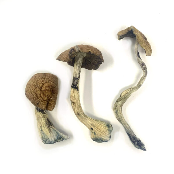 Close-up of dried McKennaii Magic Mushrooms, known for their potent psychedelic effects, intense visuals, and deep introspective experiences.