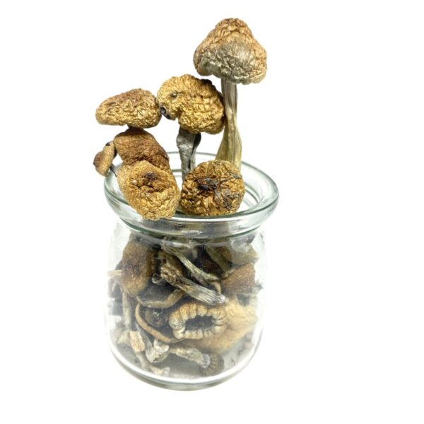 Thai Koh Samui Magic Mushrooms - Image 3