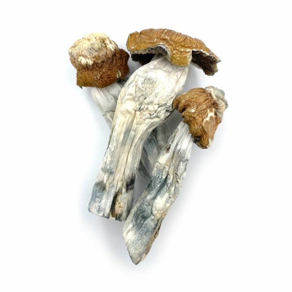 Close-up of Tidal Wave Magic Mushrooms with thick stems and wavy caps, a powerful hybrid strain of Penis Envy and B+ known for its strong psychedelic effects and intense visuals.