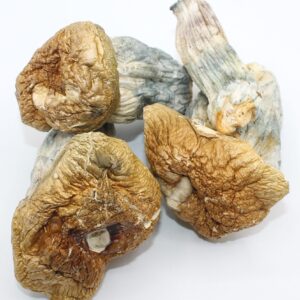 Close-up of Melmac Magic Mushrooms featuring thick, twisted stems and wavy caps, a highly potent Psilocybe cubensis strain known for intense visuals and deep psychedelic experiences.