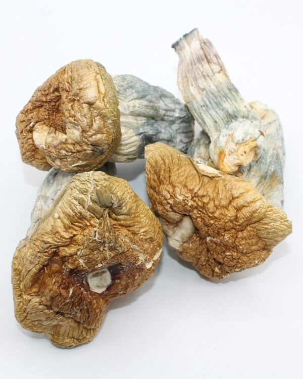 Close-up of Melmac Magic Mushrooms featuring thick, twisted stems and wavy caps, a highly potent Psilocybe cubensis strain known for intense visuals and deep psychedelic experiences.