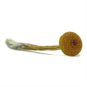 Close-up of Thai Koh Samui magic mushrooms with small to medium-sized golden-brown caps and thick stems, a fast-growing Psilocybe cubensis strain known for its euphoric and visual effects.