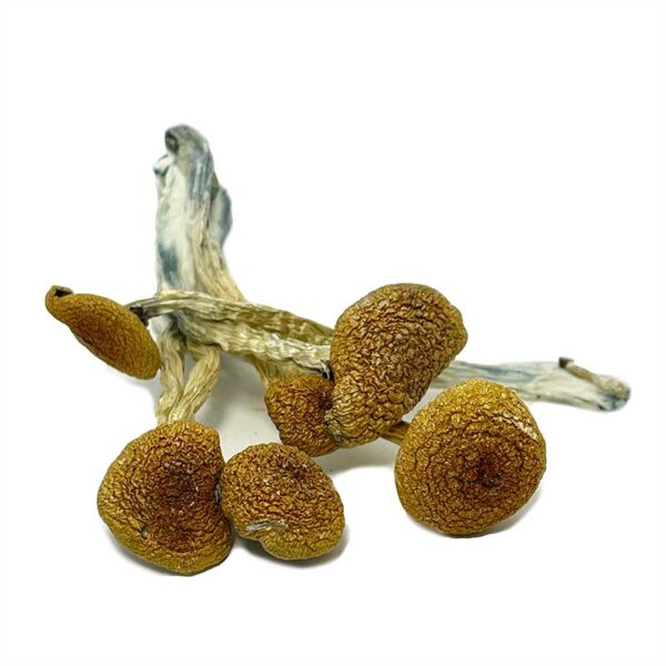 Close-up of Thai Koh Samui magic mushrooms with small to medium-sized golden-brown caps and thick stems, a fast-growing Psilocybe cubensis strain known for its euphoric and visual effects.