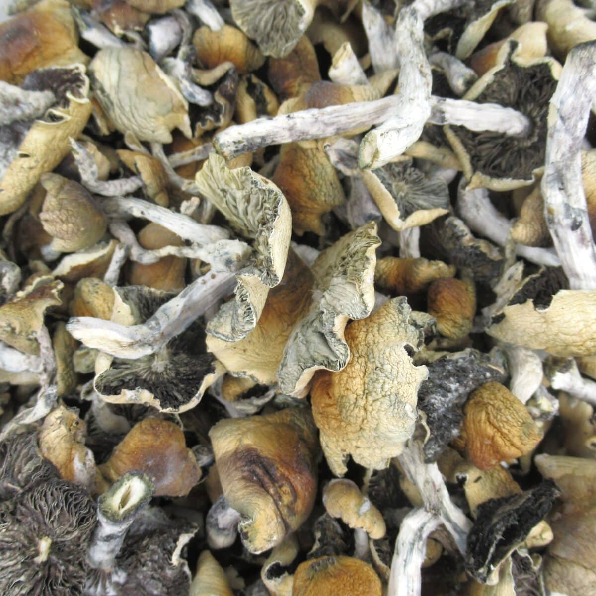 Hillbillies Shrooms - Image 4