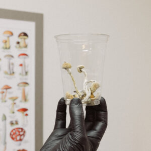 Hillbillies Shrooms