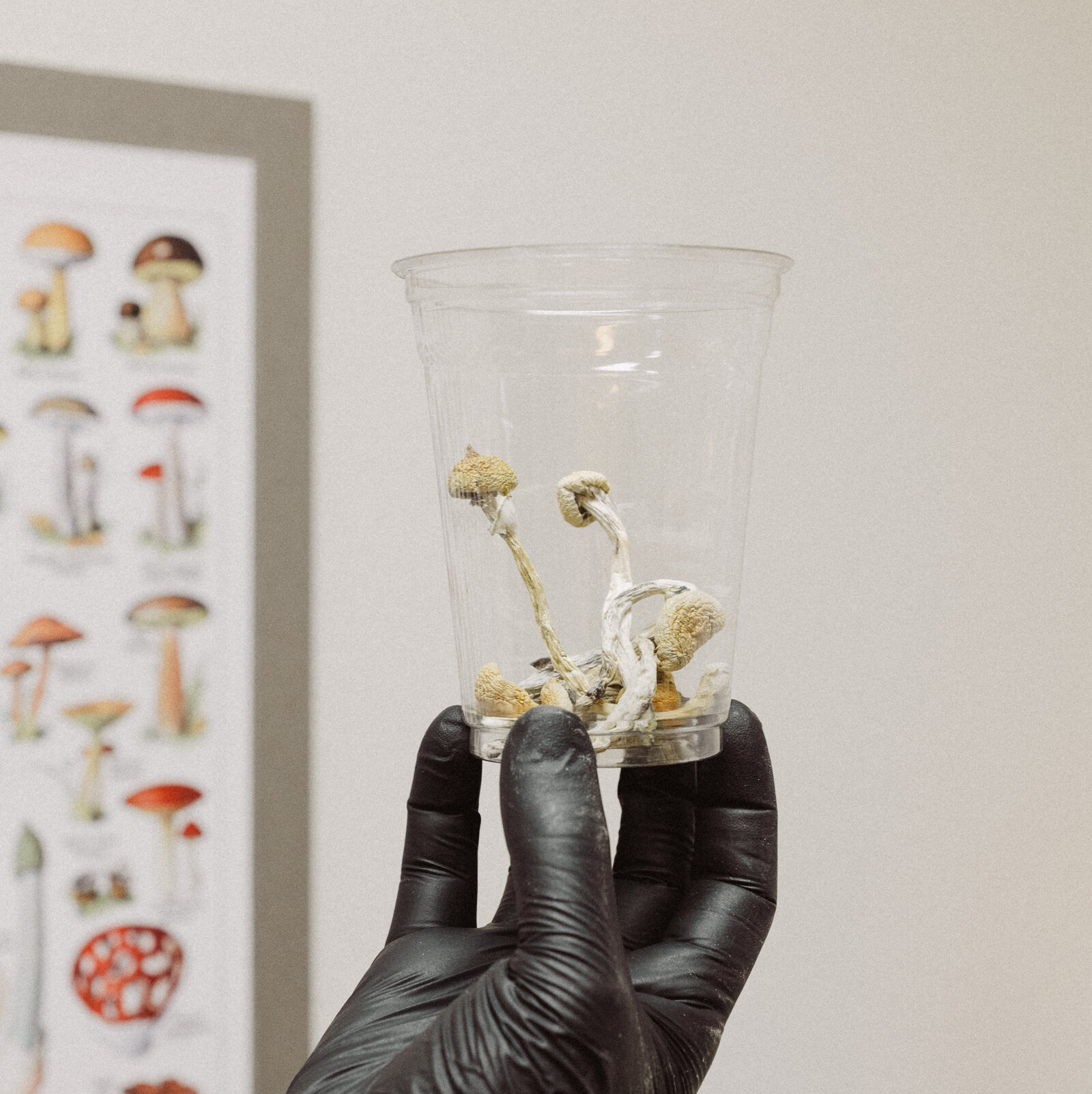 Hillbillies Shrooms